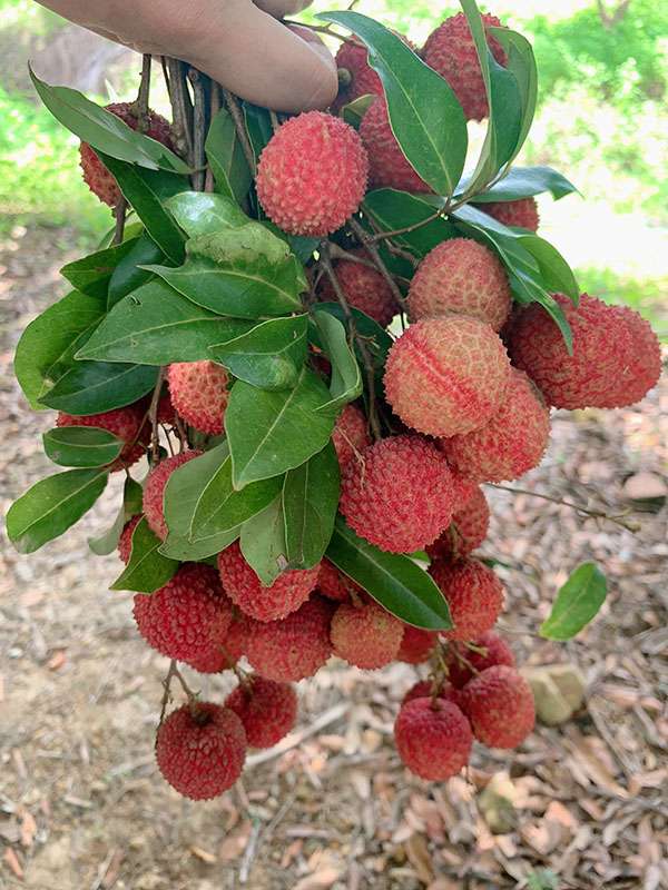 荔行朗洲，相聚東科