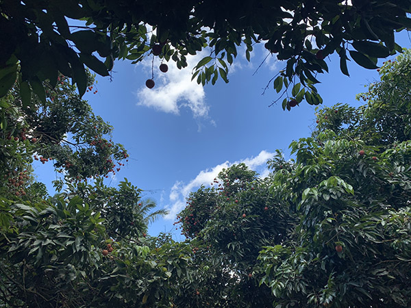 荔行朗洲，相聚東科